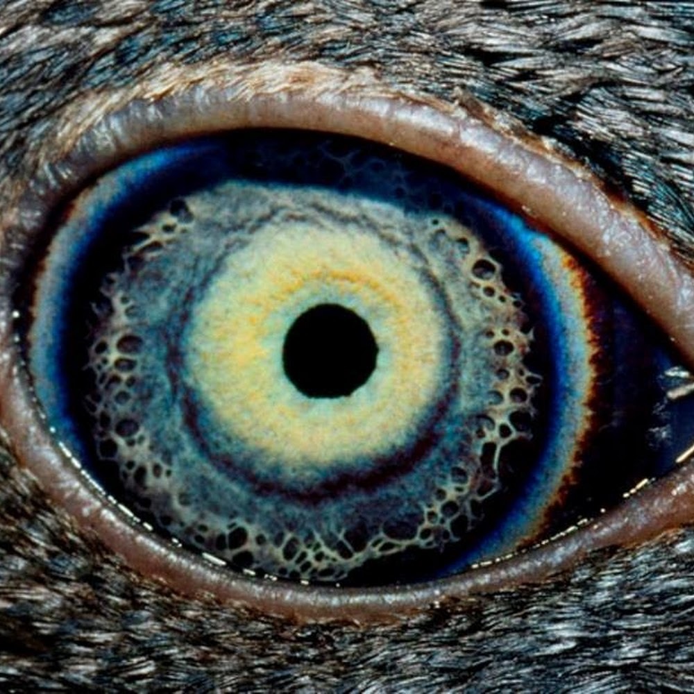 Meet your Posher, Jeannina